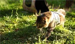 不用羡慕养狗可以溜，猫咪也可以出门溜，溜猫的不完全指南