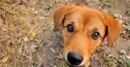 什么狗性格最温顺?十大最温柔的狗排名!你的爱犬排第几?
