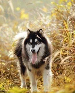 新手养狗指南之阿拉斯加犬—秋季食物调整狗狗科学喂养