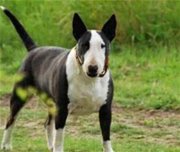 牛头梗怎么训练，有什么方法技巧?