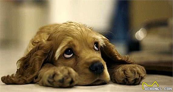 你以为狗狗伤心就会落泪?其实狗狗除了这几种情况,基本不会哭