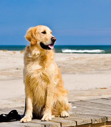 金毛的标志性犬毛如何才能变得光亮飘逸,宠爸宠妈看过来