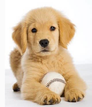 金毛的标志性犬毛如何才能变得光亮飘逸,宠爸宠妈看过来