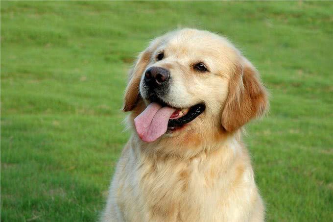 金毛的标志性犬毛如何才能变得光亮飘逸,宠爸宠妈看过来