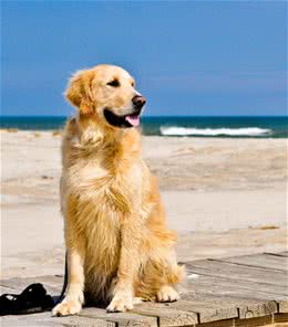 金毛的标志性犬毛如何才能变得光亮飘逸，宠爸宠妈看过来