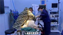 养狗经验分享狗狗绝育的知识你知道多少?