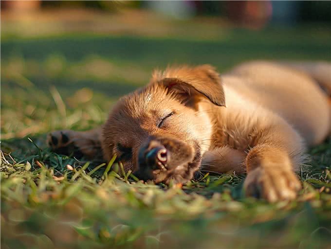 夏季狗狗安全宝典:防中暑必备指南与紧急中暑应对策略