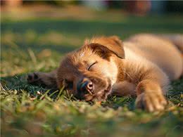 夏季狗狗安全宝典:防中暑必备指南与紧急中暑应对策略