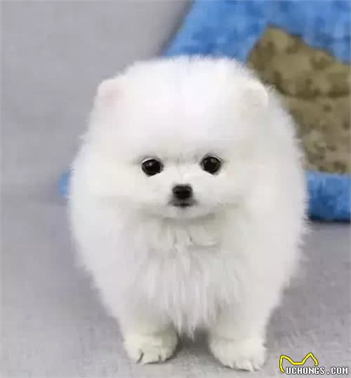 犬种介绍博美犬