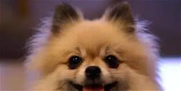 犬种介绍博美犬