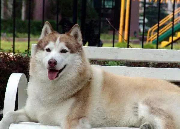 雪橇犬竟然有四种?