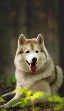 雪橇犬竟然有四种?