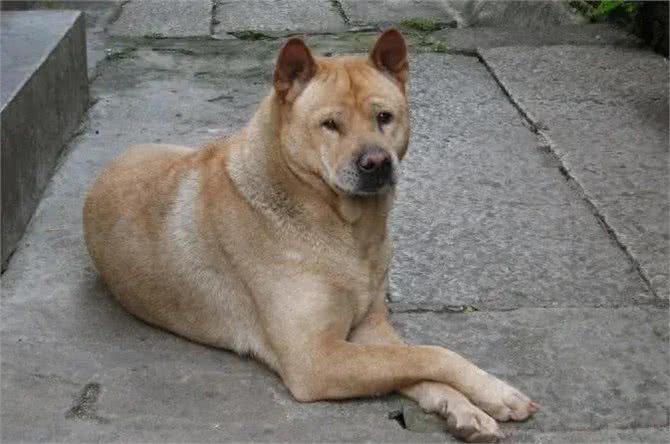 盘点我国狗狗品种,第一期