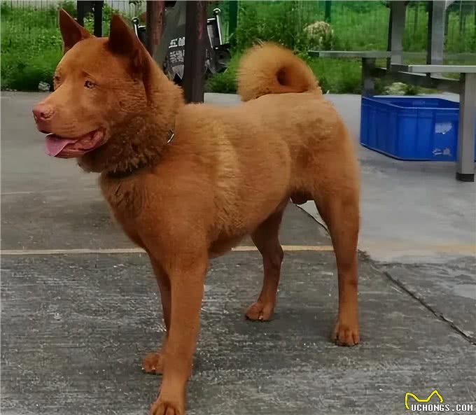 盘点我国狗狗品种,第一期