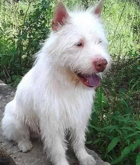 盘点我国狗狗品种,第一期