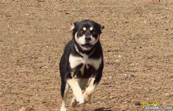 盘点我国狗狗品种，第一期