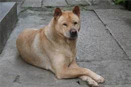 盘点我国狗狗品种，第一期