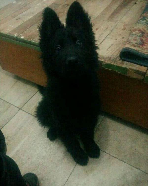 花5000买回一只纯黑萨摩耶,本以为赚大了,兽医的话让人心凉