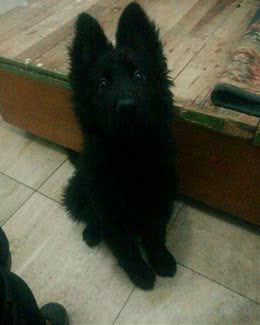 花5000买回一只纯黑萨摩耶，本以为赚大了，兽医的话让人心凉