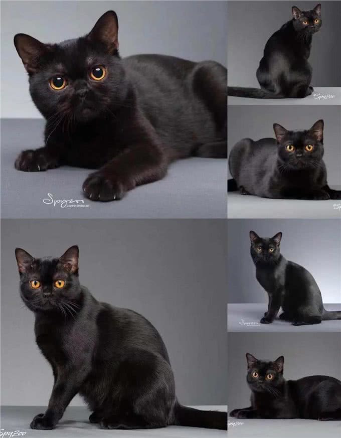 新手养猫?孟买猫喂养手册