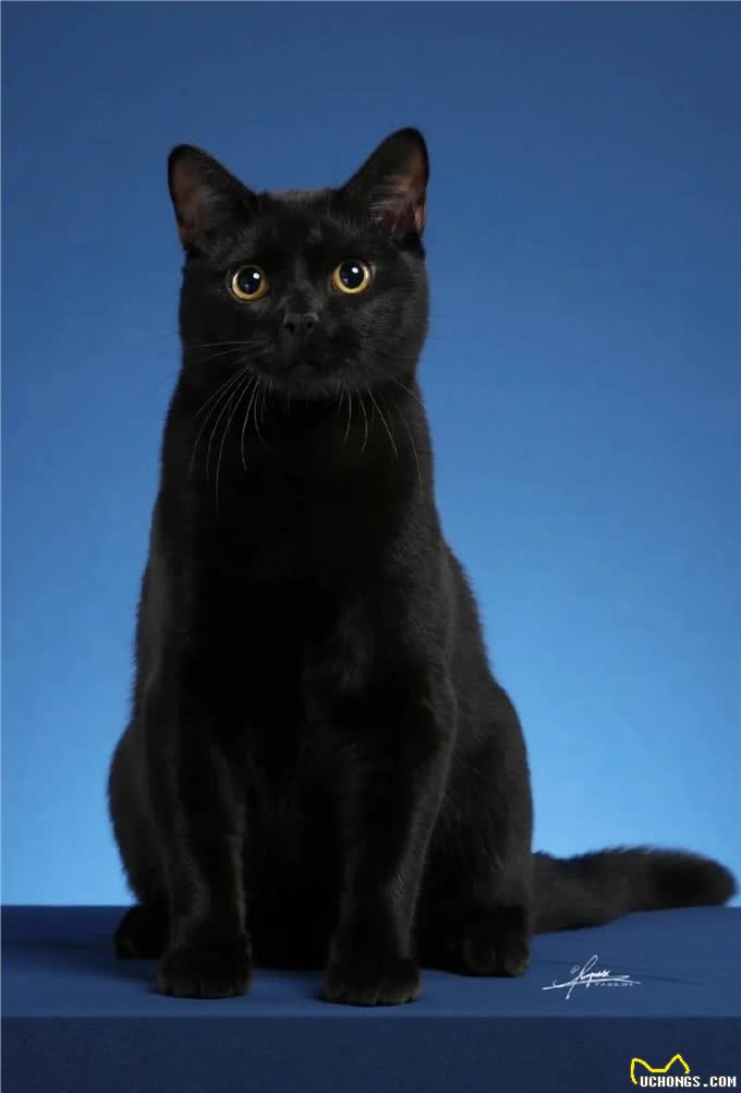 新手养猫?孟买猫喂养手册