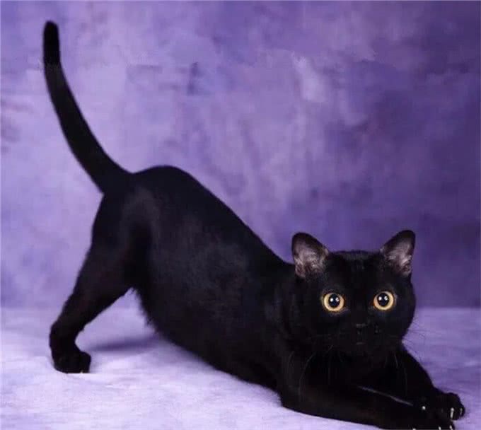 新手养猫?孟买猫喂养手册