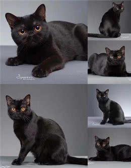 新手养猫?孟买猫喂养手册