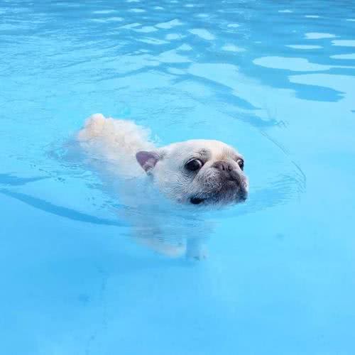 狗狗天生会游泳?这4种狗下水很危险