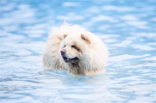 狗狗天生会游泳?这4种狗下水很危险