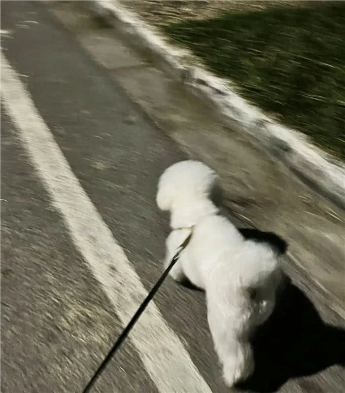 人类与狗狗的性格的奇妙呼应.