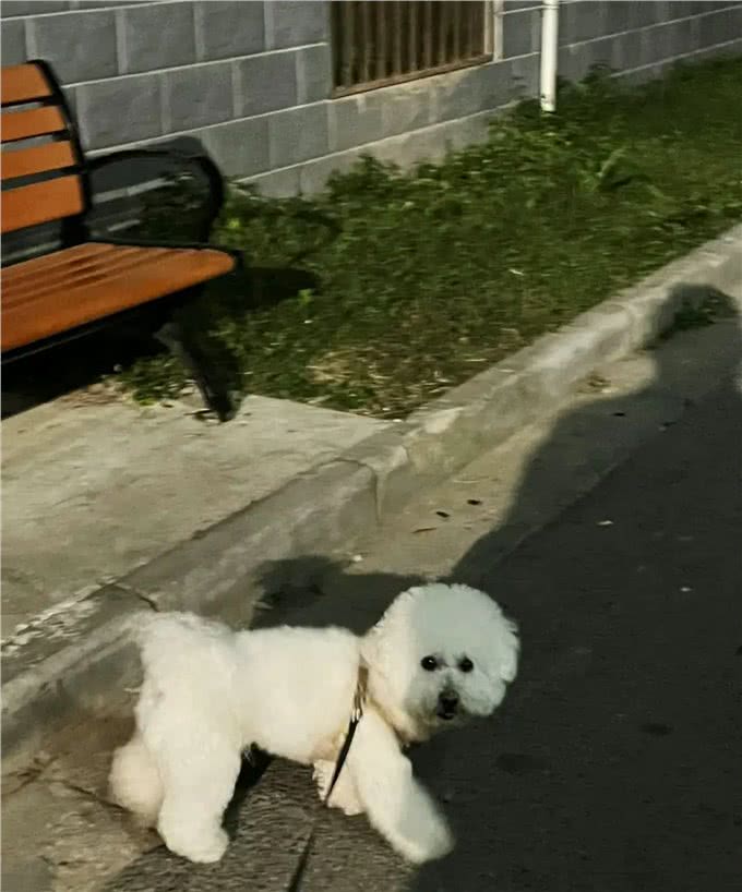 人类与狗狗的性格的奇妙呼应.