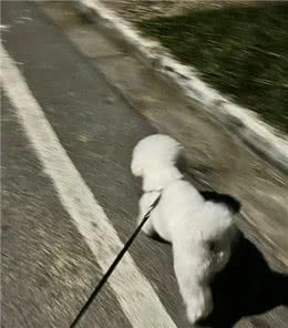 人类与狗狗的性格的奇妙呼应.