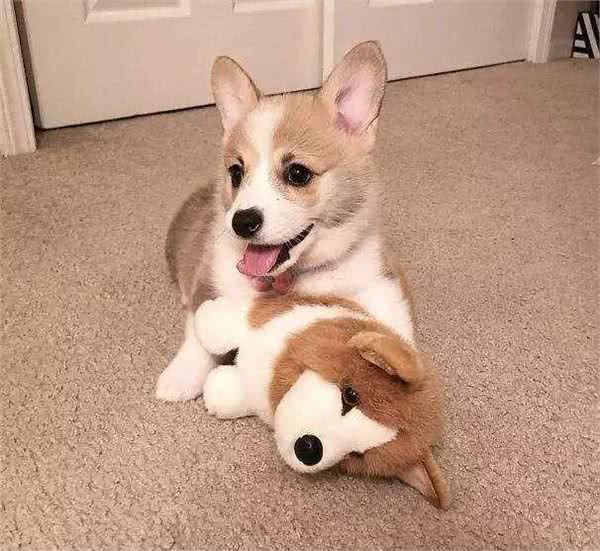 柯基能够吃饭吗?