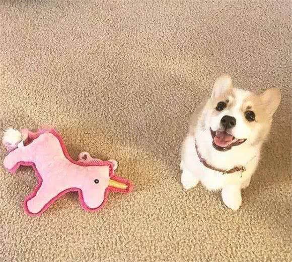 柯基能够吃饭吗?