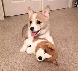 柯基能够吃饭吗?