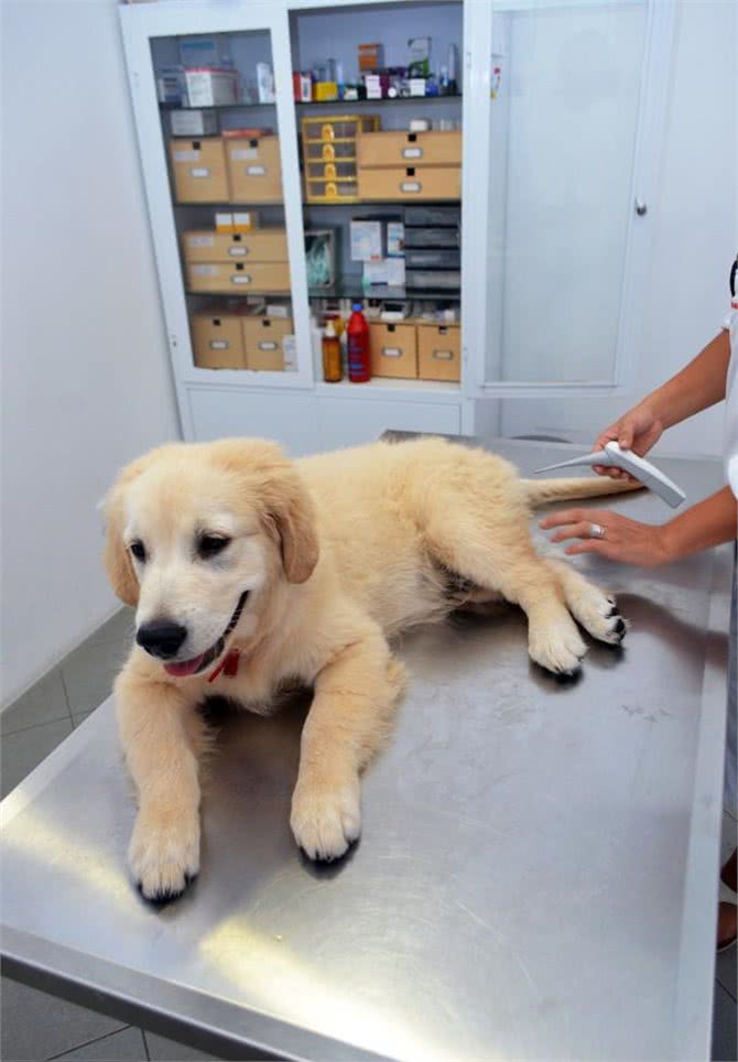 吃喝正常的狗狗化验出感染了细小病毒，宠物医生给出了答案