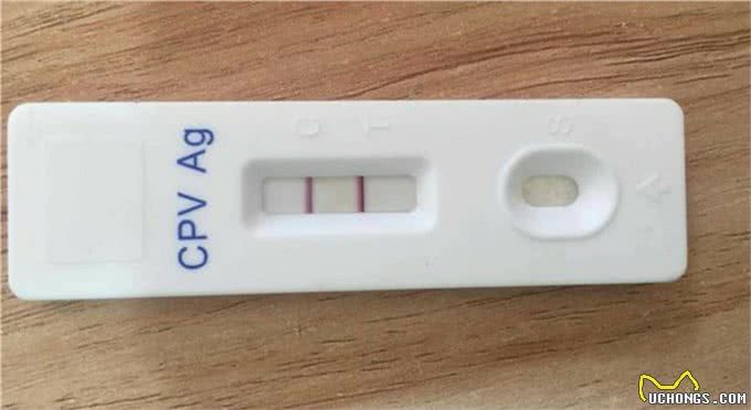 吃喝正常的狗狗化验出感染了细小病毒，宠物医生给出了答案
