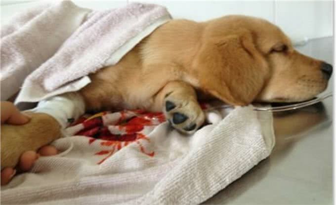 吃喝正常的狗狗化验出感染了细小病毒，宠物医生给出了答案