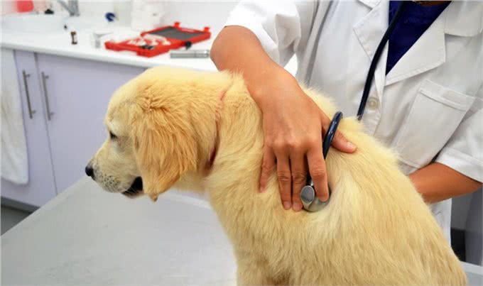 吃喝正常的狗狗化验出感染了细小病毒，宠物医生给出了答案