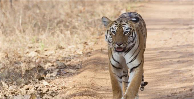老虎都怕的一种犬科动物,体型比狼小,战斗力却超过狼群