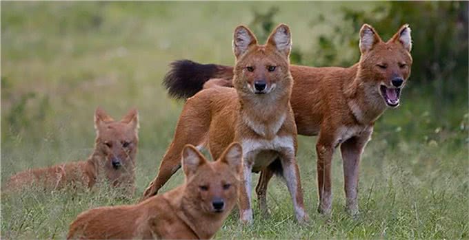 老虎都怕的一种犬科动物,体型比狼小,战斗力却超过狼群