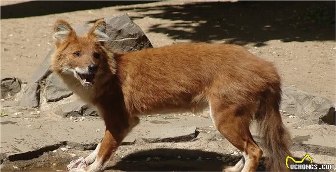 老虎都怕的一种犬科动物,体型比狼小,战斗力却超过狼群