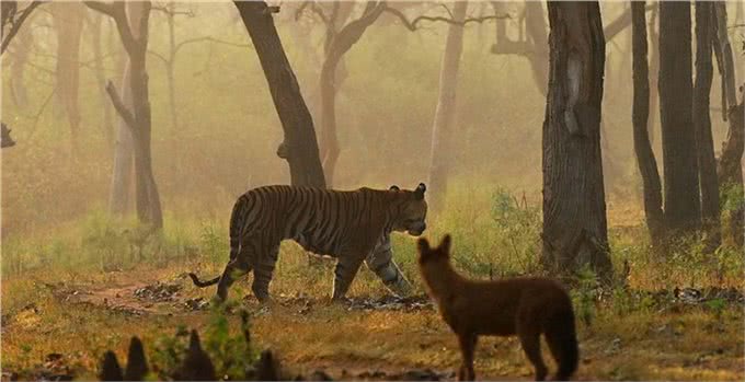 老虎都怕的一种犬科动物,体型比狼小,战斗力却超过狼群