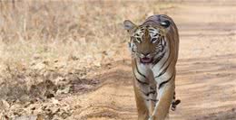 老虎都怕的一种犬科动物，体型比狼小，战斗力却超过狼群