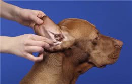 如何自己在家清洁狗的耳朵，清洁狗耳朵的最佳方法