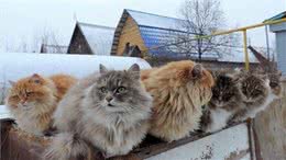 西伯利亚猫之乡，长见识了