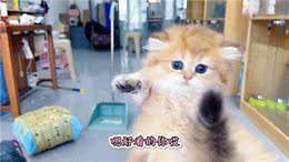 来了10多个小可爱，开盲盒了，好激动—熊版金渐层