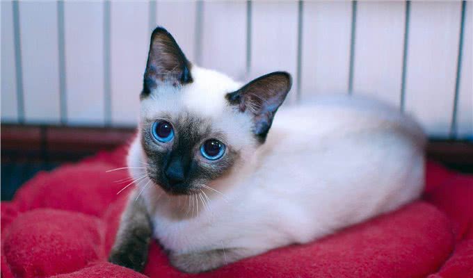 暹罗猫有以下怪异表现，其实是想告诉你，它可能病了