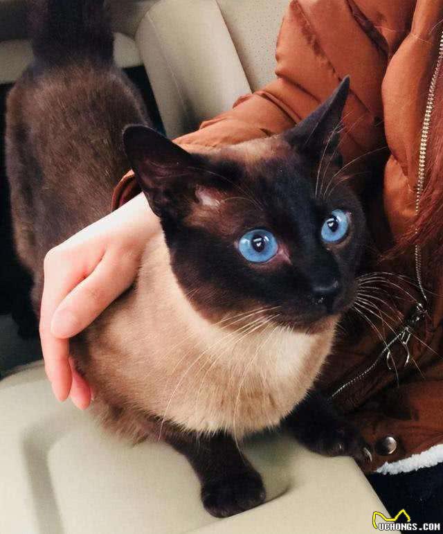 暹罗猫有以下怪异表现，其实是想告诉你，它可能病了