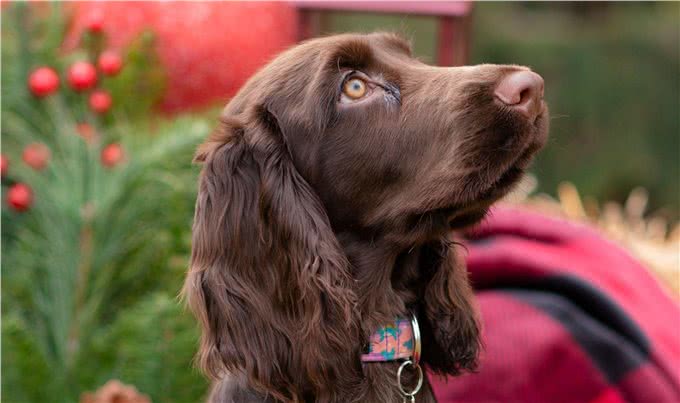 207个品种纯种犬介绍十二(田野猎犬和爱尔兰水猎犬)
